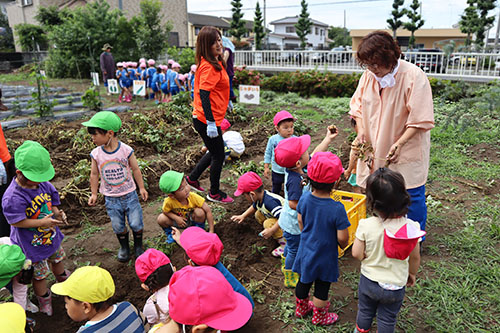 6月の行事 幼稚園でじゃがいも掘りをしました 伊勢崎あすか幼稚舎 群馬県伊勢崎市 認定こども園 幼稚園 通常保育 預かり保育 随時入園見学相談お待ちしています