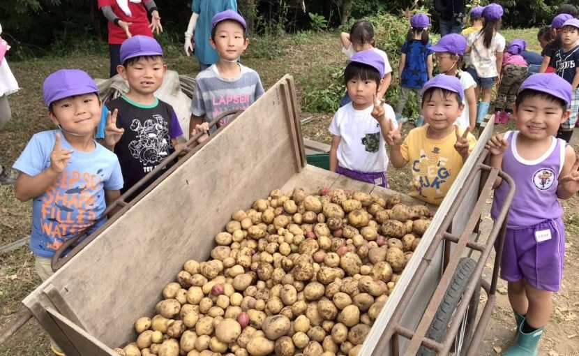 高等科じゃがいも掘り 伊勢崎あすか幼稚舎 群馬県伊勢崎市 認定こども園 幼稚園 通常保育 預かり保育 随時入園見学相談お待ちしています